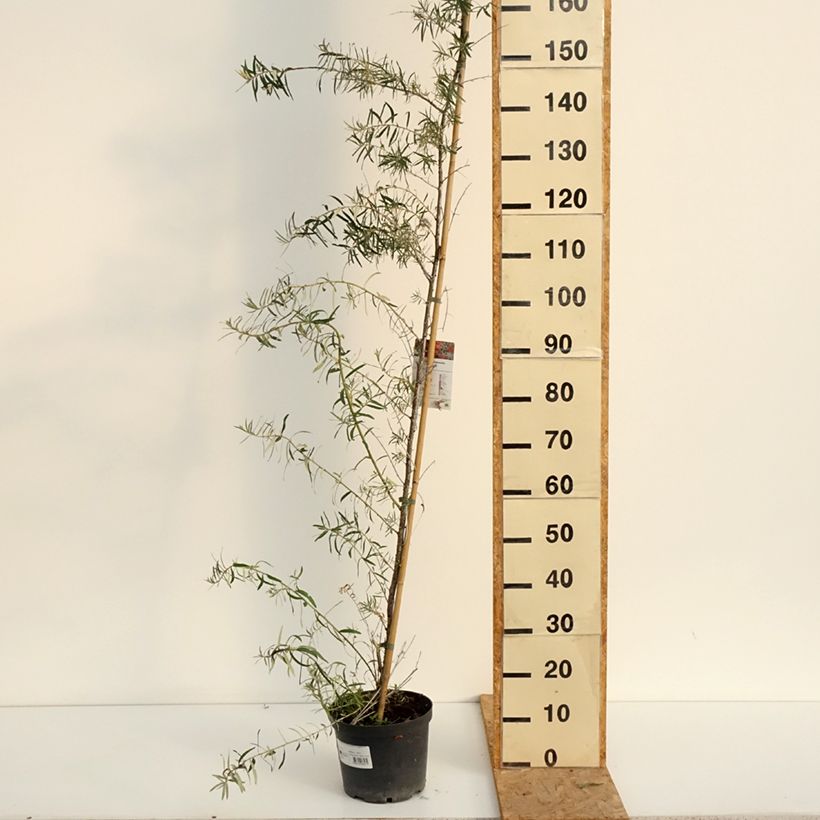 Esemplare di Hippophae rhamnoides Frugana - Olivello spinoso (feminna) Vaso da 4L/5L, Multifusto consegnato in estate