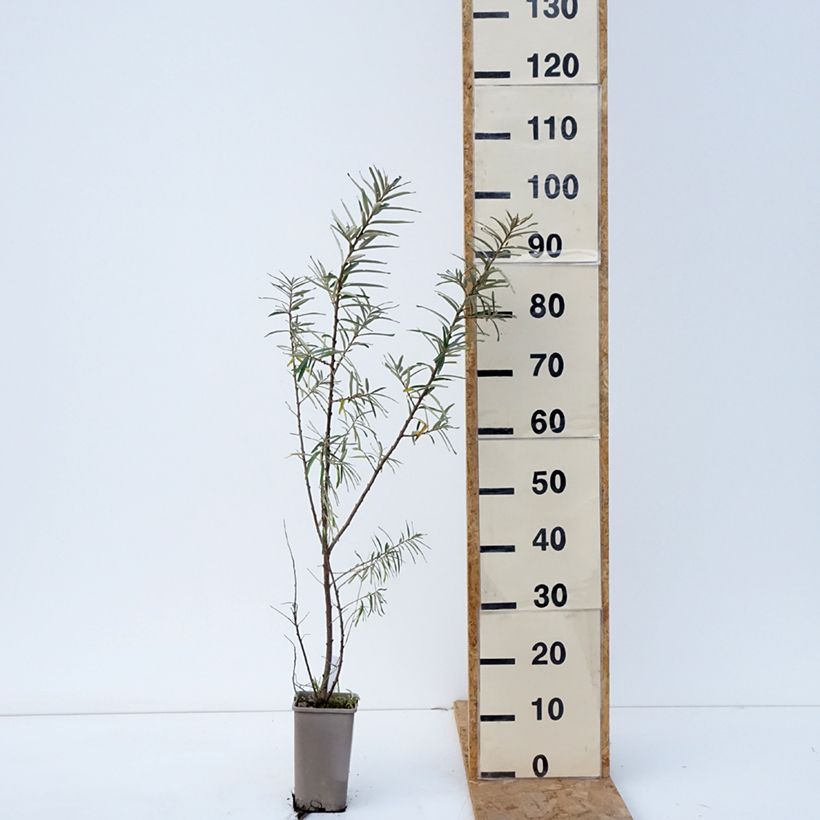 Esemplare di Hippophae rhamnoides Garden's Gift - Olivello spinoso Vaso da 1,5L/2L, Multifusto come consegnato in autunno