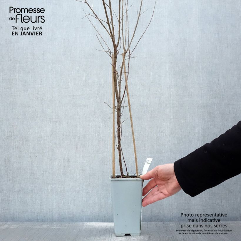 Hippophae rhamnoides Leikora - Olivello spinoso Vaso da 1,5L/2L esemplare consegnato in inverno