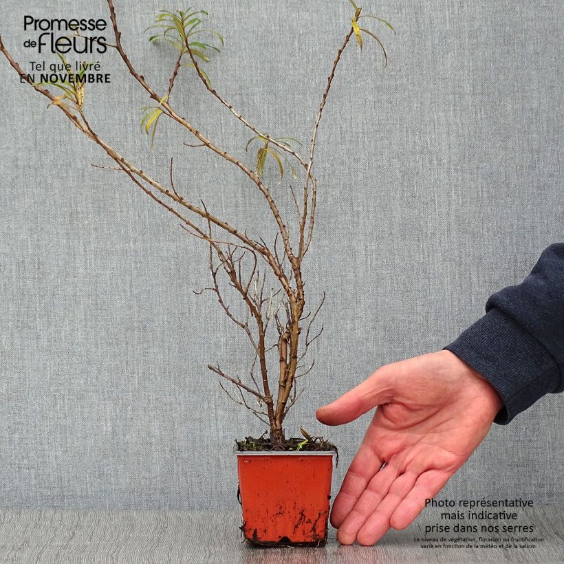 Esemplare di Hippophae rhamnoides Leikora - Olivello spinoso Vasetto da 8/9 cm come consegnato in autunno