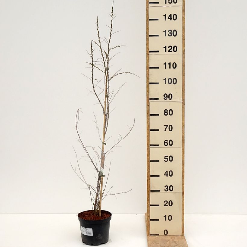 Hippophae rhamnoides Orange Energy 'Hagebo' - Olivello spinoso Vaso da 3L/4L esemplare consegnato in primavera