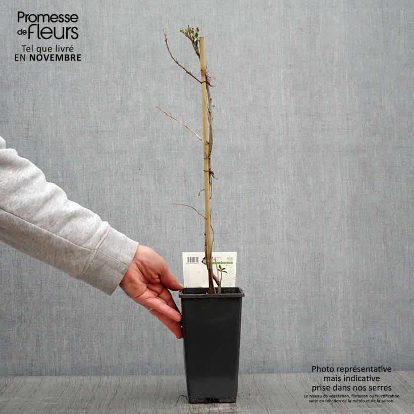 Esemplare di Hippophae rhamnoides Pollmix - Olivello spinoso Vaso da 1,5L/2L come consegnato in autunno