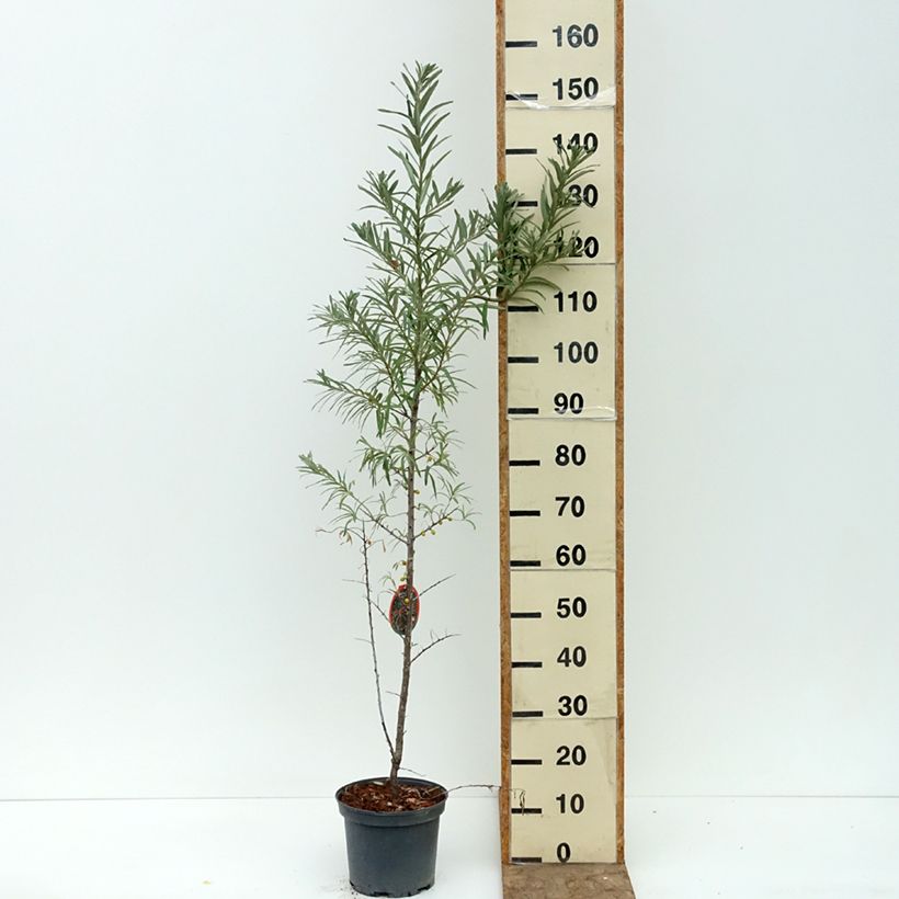 Esemplare di Hippophae rhamnoides Sirola - Olivello spinoso (feminna) Vaso da 4L/5L, Multifusto consegnato in estate