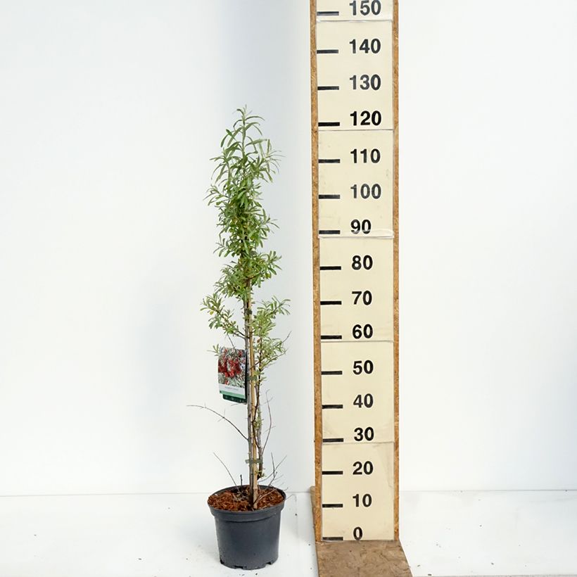 Hippophae rhamnoides Sirola - Olivello spinoso (feminna) Vaso da 4L/5L, Multifusto esemplare consegnato in primavera