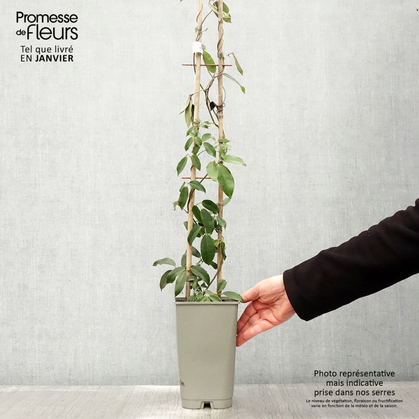 Holboellia coriacea Vaso da 2L/3L esemplare consegnato in inverno