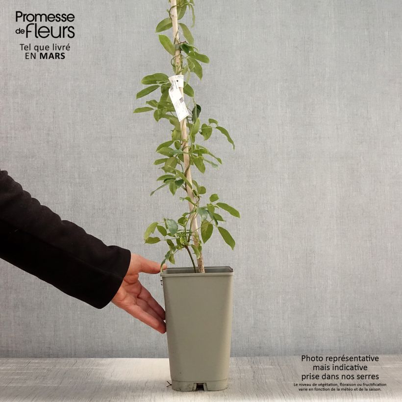 Holboellia coriacea Vaso da 2L/3L esemplare consegnato in primavera