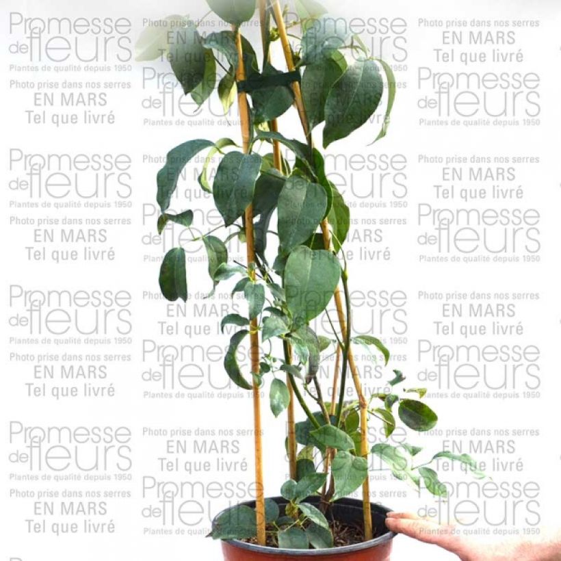 Esempio di esemplare Holboellia latifolia - Vite salsiccia Vaso da 1,5L/2L come consegnato