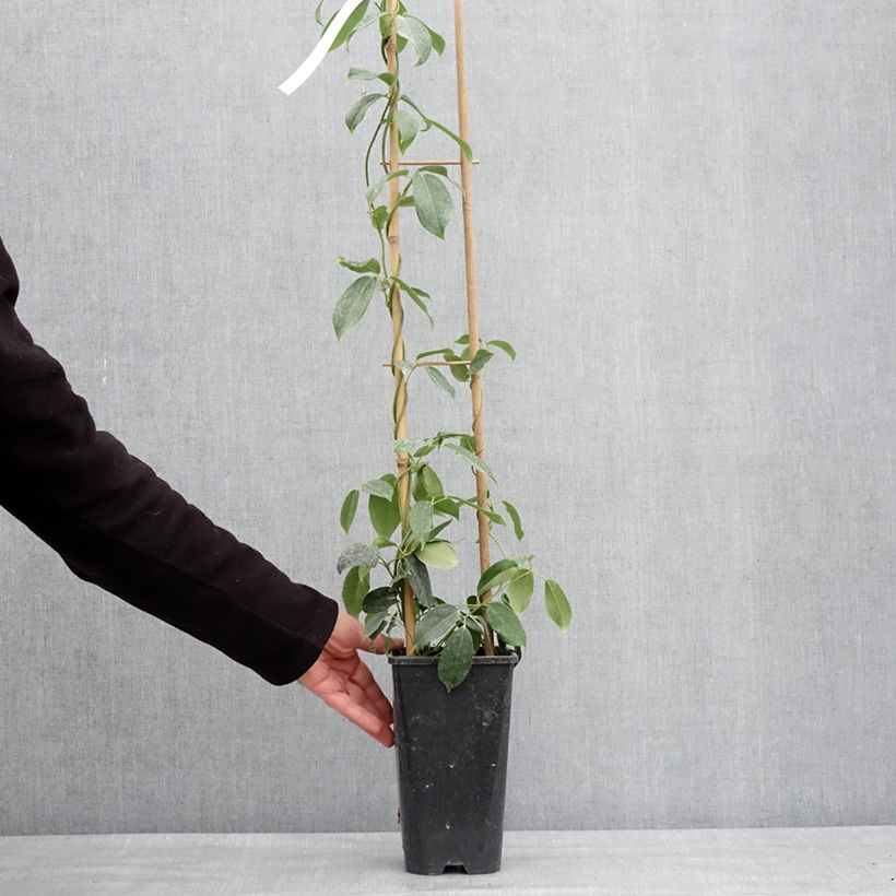 Holboellia traversii Vaso da 3L/4L esemplare consegnato in inverno