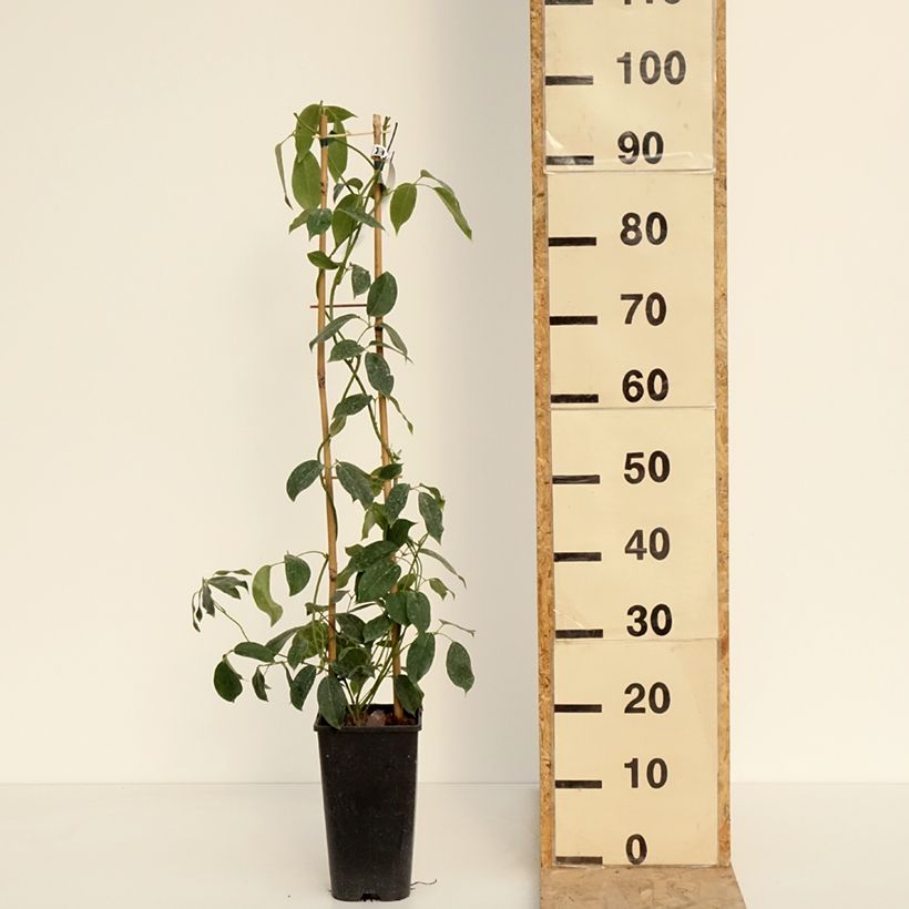 Holboellia traversii Vaso da 3L/4L esemplare consegnato in primavera