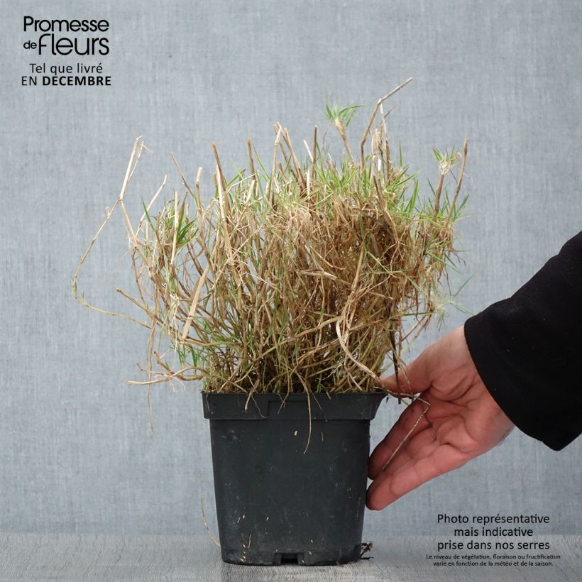 Esemplare di Holcus mollis Albovariegatus - Bambagione variegato Vaso da 2L/3L come consegnato in autunno