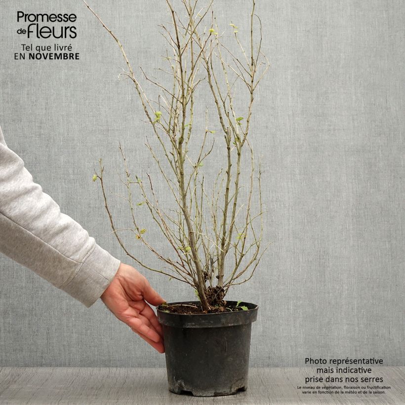 Esemplare di Holodiscus discolor Vaso da 4L/5L come consegnato in autunno