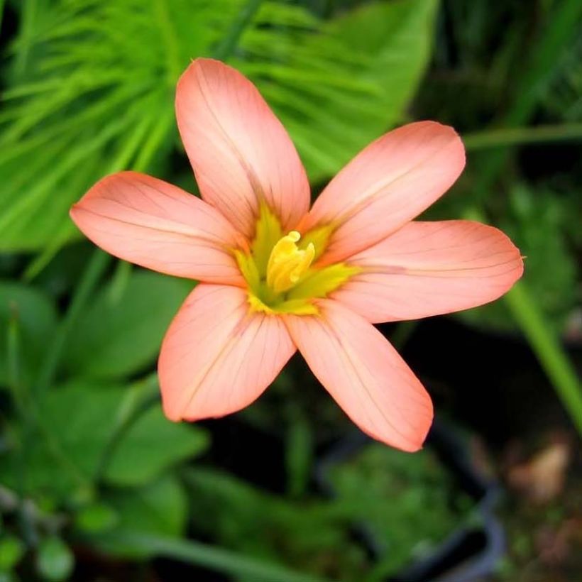 Homeria flaccida (Fioritura)