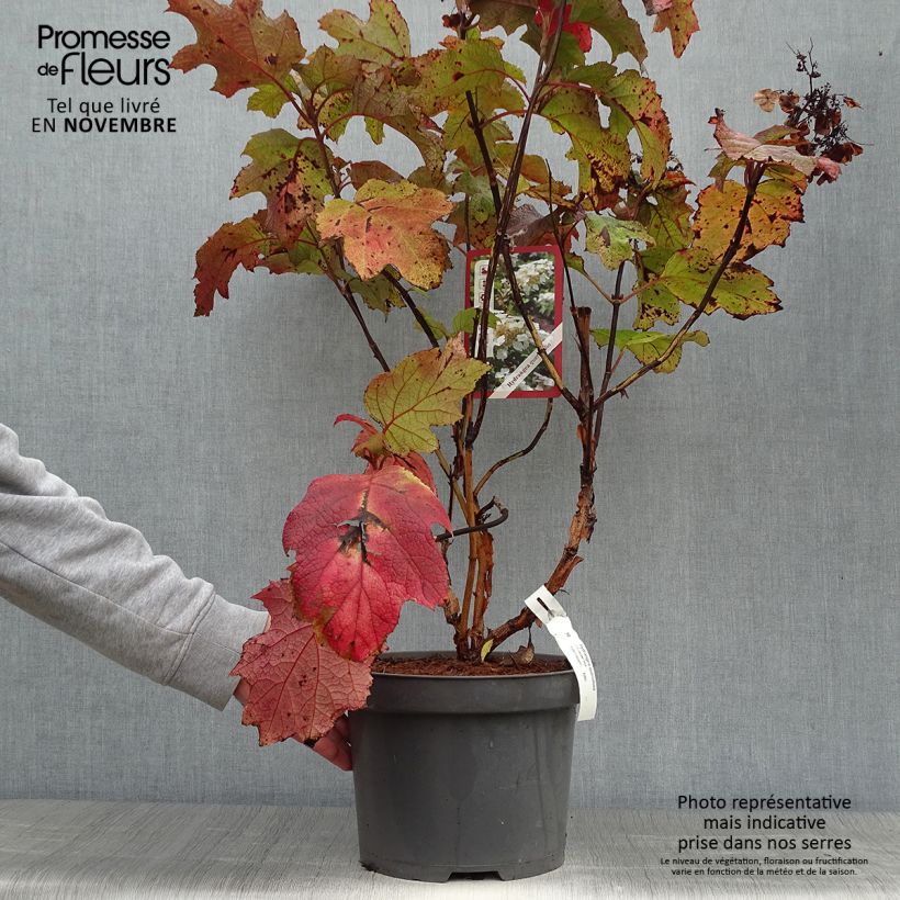 Esemplare di Hydrangea quercifolia Bultinks Giant Flowers - Ortensia a foglie di quercia Vaso da 7,5L/10L come consegnato in autunno