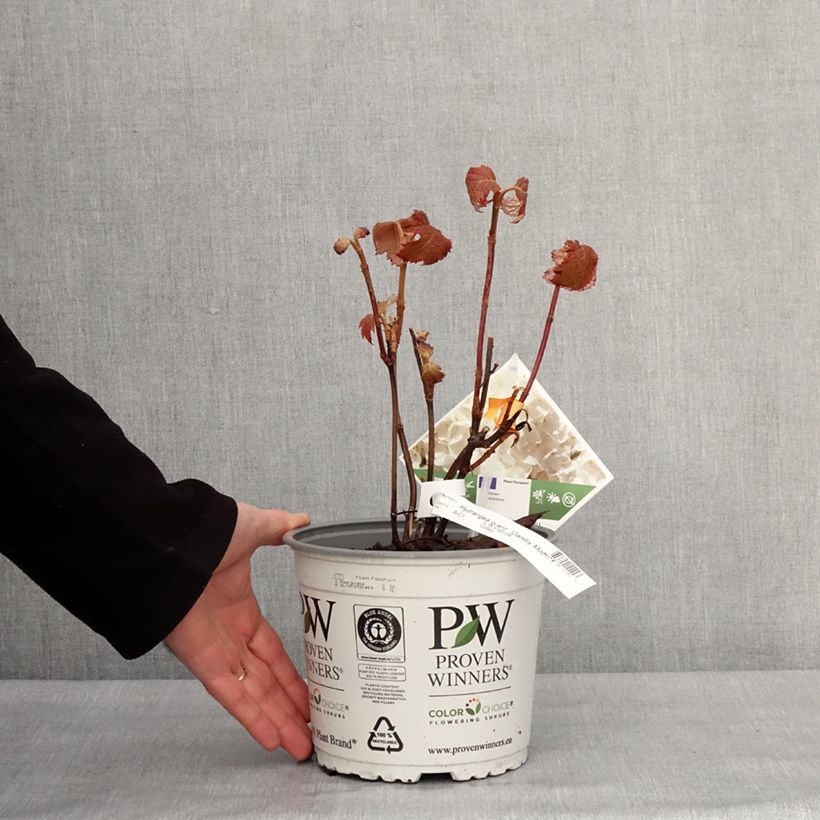 Hydrangea quercifolia Gatsby Moon - Ortensia a foglie di quercia Vaso da 2L/3L esemplare consegnato in inverno