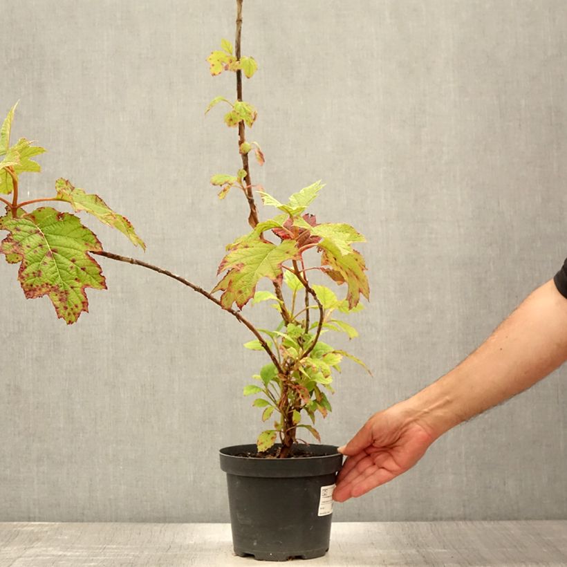 Esemplare di Hydrangea quercifolia Sike's Dwarf - Ortensia a foglie di quercia Vaso da 2L/3L consegnato in estate