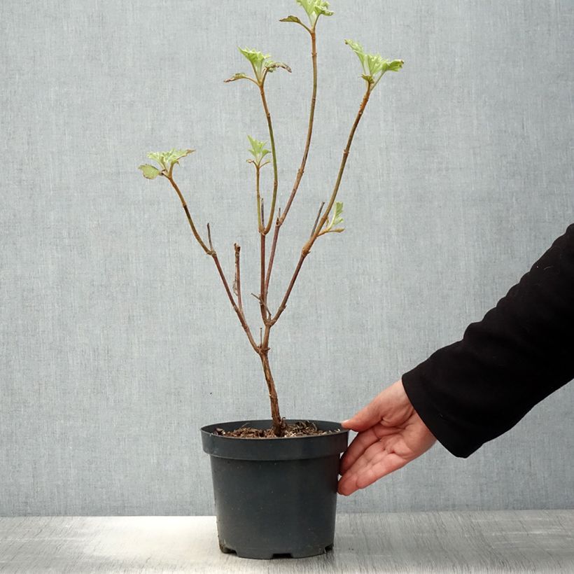 Hydrangea quercifolia Sike's Dwarf - Ortensia a foglie di quercia Vaso da 2L/3L esemplare consegnato in primavera