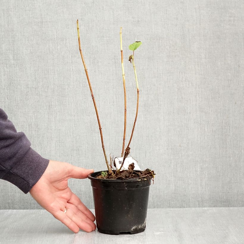 Esemplare di Hydrangea arborescens Annabelle - Ortensia Vaso da Ø 12 cm / 13 cm come consegnato in autunno