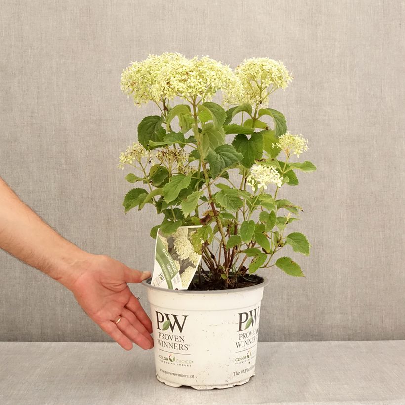 Esemplare di Hydrangea arborescens BellaRagazza Limetta - Ortensia Vaso da 4L/5L consegnato in estate