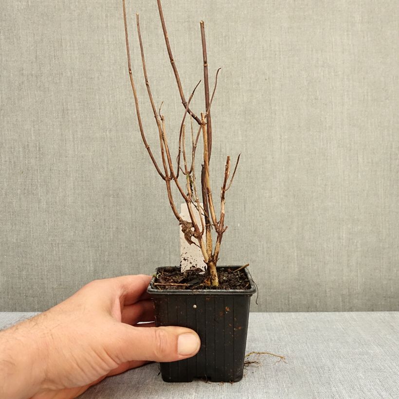 Esemplare di Hydrangea arborescens Candybelle Marshmallow - Ortensia Vasetto da 8/9 cm come consegnato in autunno