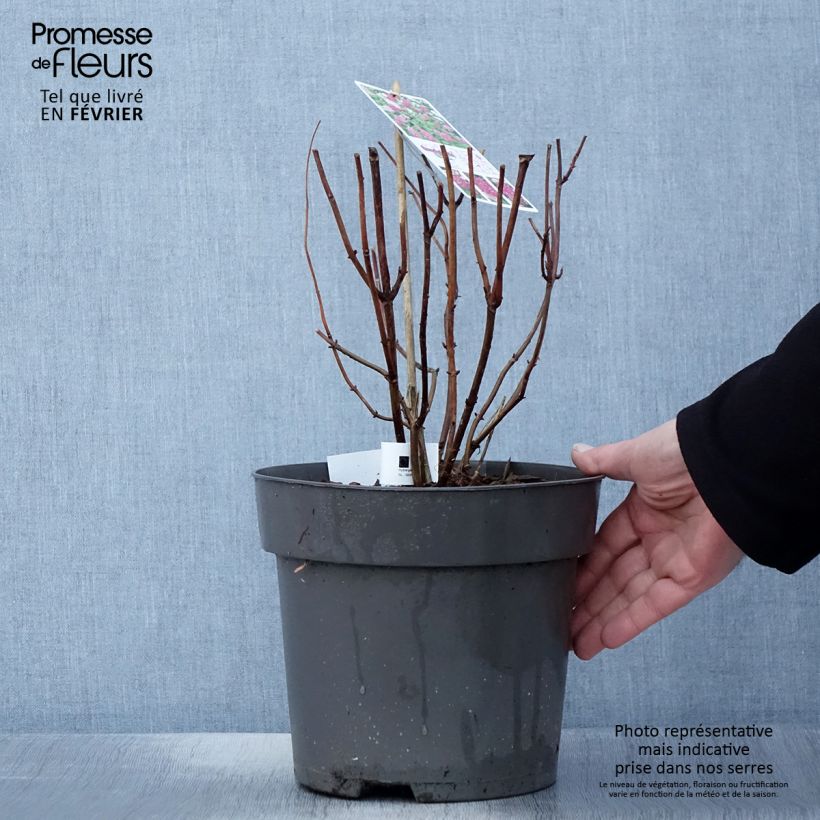 Hydrangea arborescens Candybelle Sorbet - Ortensia Vaso da 4L/5L esemplare consegnato in inverno