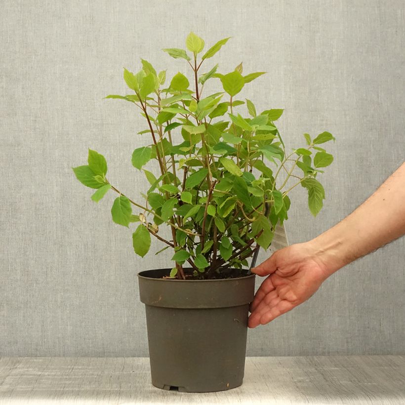 Hydrangea arborescens Candybelle Sorbet - Ortensia Vaso da 4L/5L esemplare consegnato in primavera