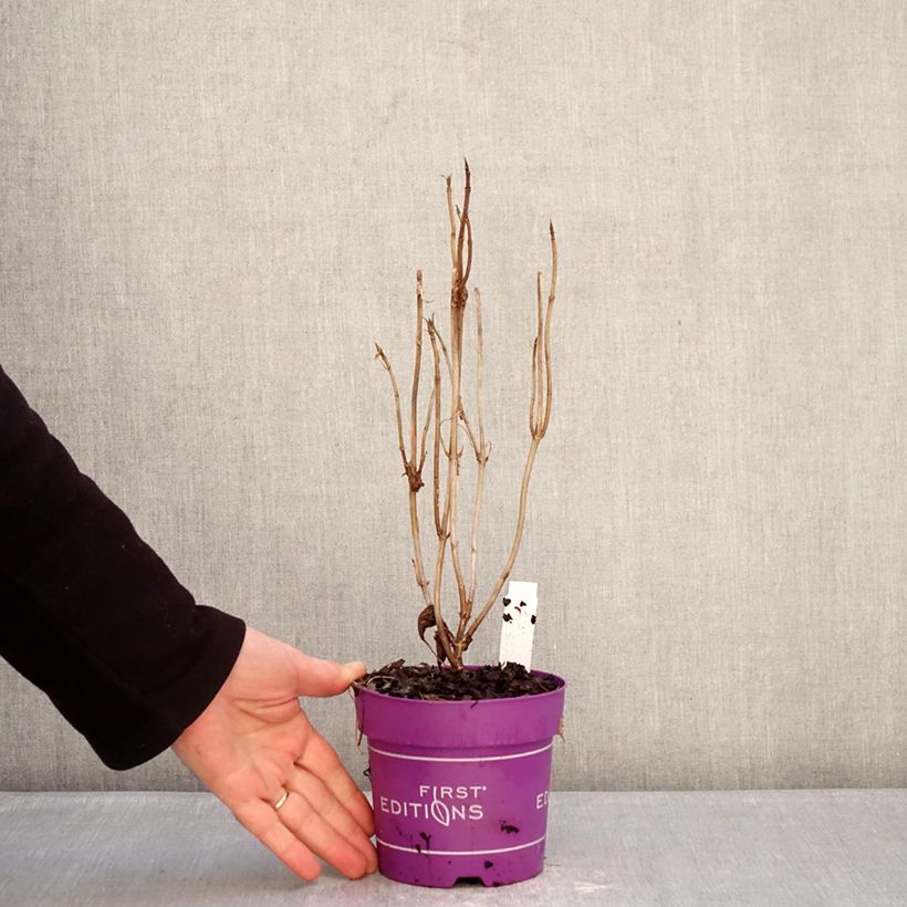 Hydrangea arborescens FlowerWOW - Ortensia Vaso da 1L/1,5L esemplare consegnato in inverno