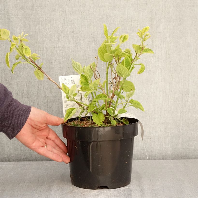 Hydrangea arborescens Golden Annabelle - Ortensia Vaso da 3L/4L esemplare consegnato in primavera