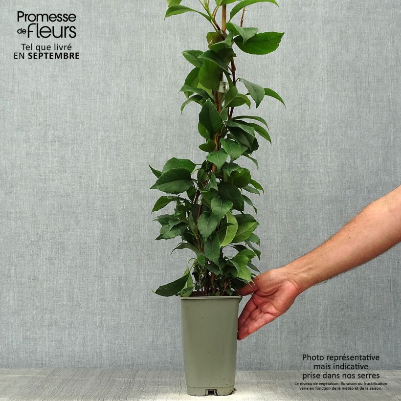 Esemplare di Hydrangea seemanii - Ortensia rampicante Vaso da 2L/3L come consegnato in autunno