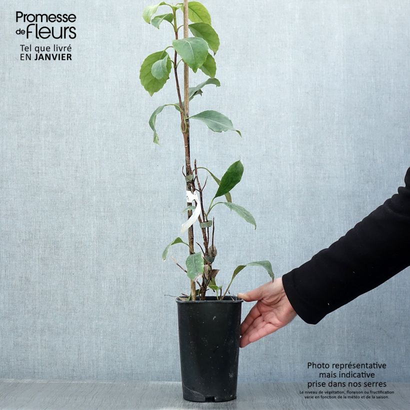 Hydrangea seemanii - Ortensia rampicante Vaso da 2L/3L esemplare consegnato in inverno