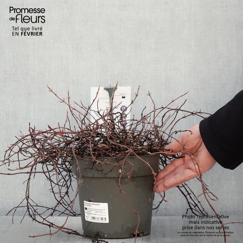 Hydrangea anomala subsp. petiolaris var. cordifolia - Ortensia rampicante Vaso da 3L/4L esemplare consegnato in inverno