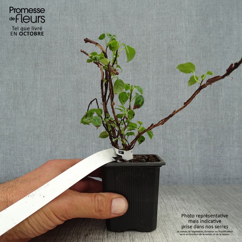 Esemplare di Hydrangea anomala subsp. petiolaris - Ortensia rampicante Vasetto da 8/9 cm come consegnato in autunno