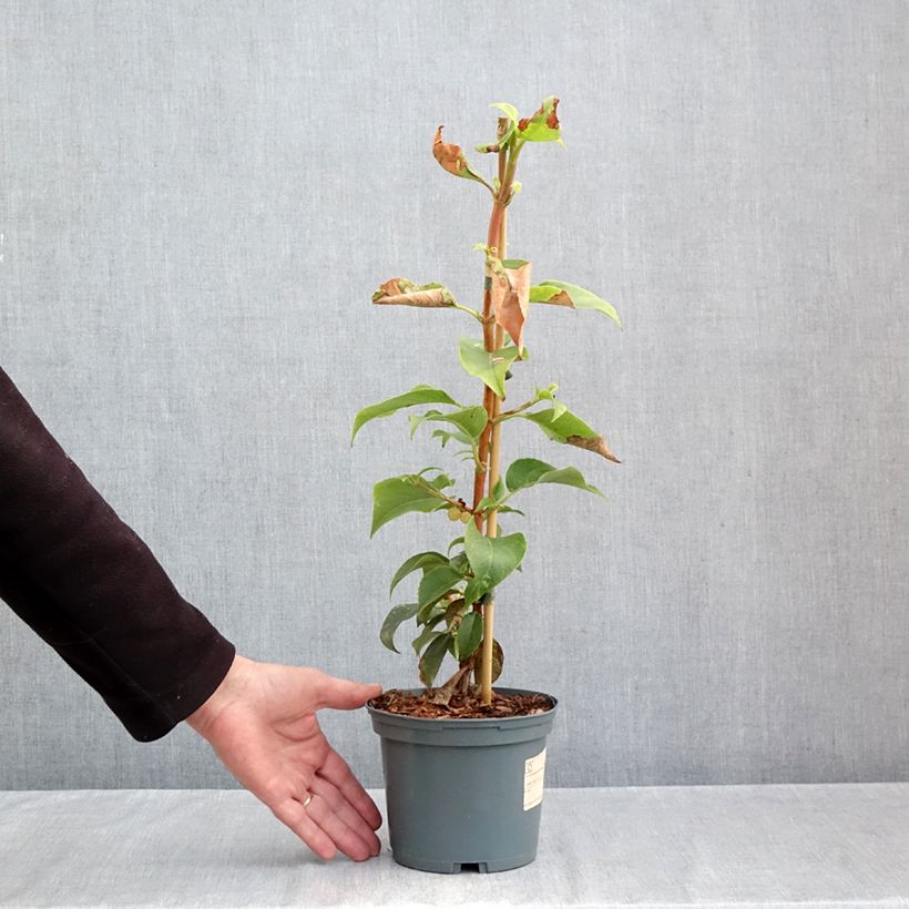 Esemplare di Hydrangea Semiola - Ortensia Vaso da 2L/3L come consegnato in autunno