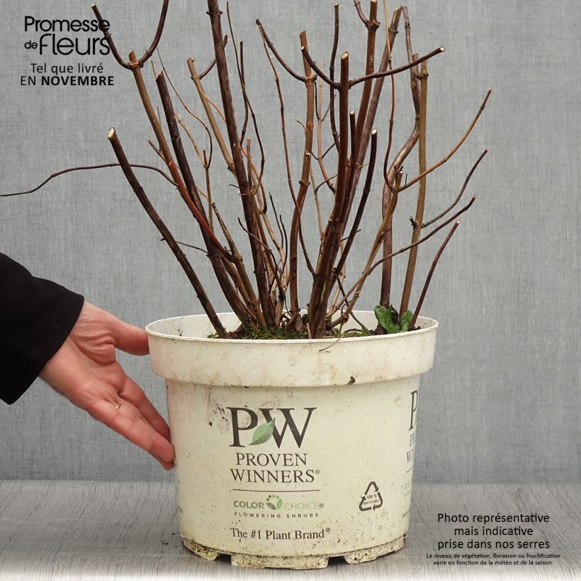 Esemplare di Hydrangea arborescens Lime Rickey - Ortensia Vaso da 7,5L/10L come consegnato in autunno