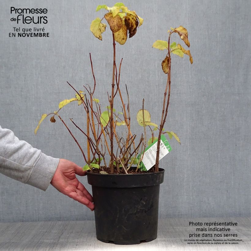 Esemplare di Hydrangea arborescens Annabelle - Ortensia Vaso da 7,5L/10L come consegnato in autunno