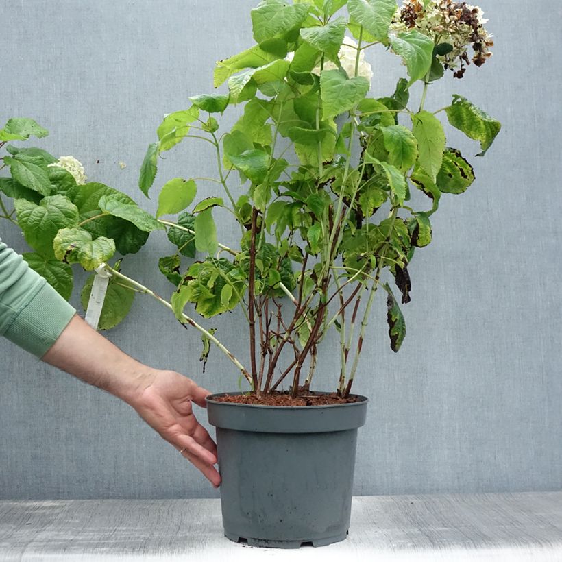 Esemplare di Hydrangea arborescens Annabelle - Ortensia Vaso da 6L/7L consegnato in estate