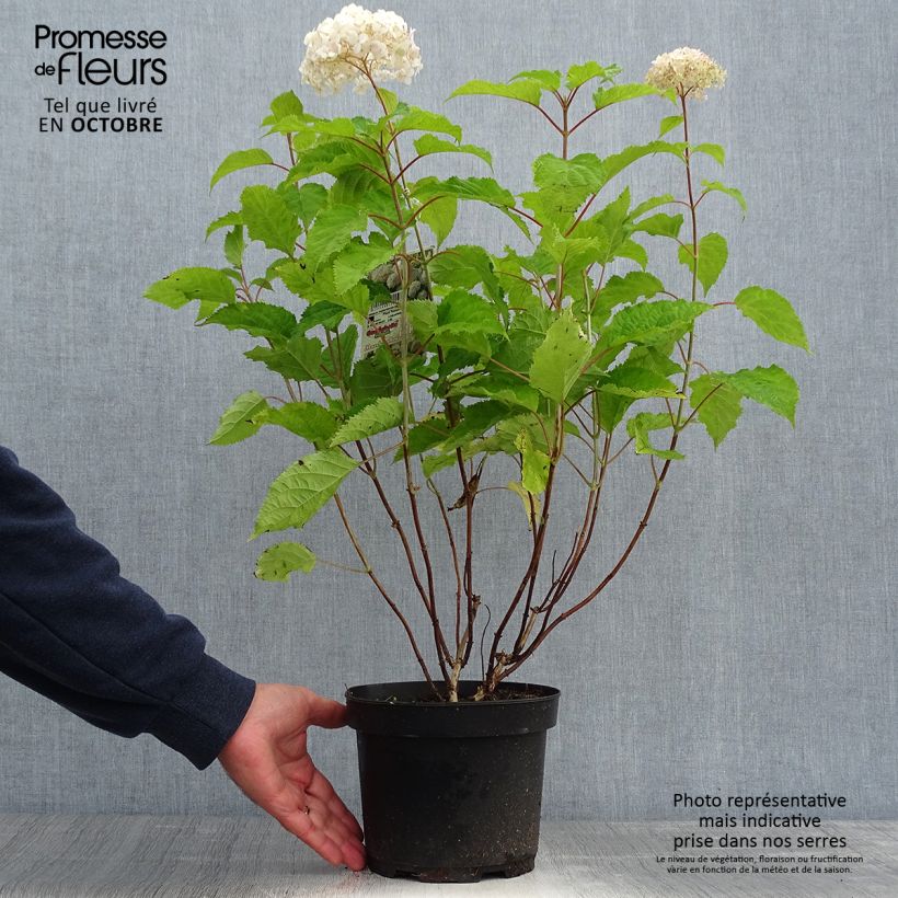 Esemplare di Hydrangea arborescens Candybelle Marshmallow - Ortensia Vaso da 3L/4L come consegnato in autunno