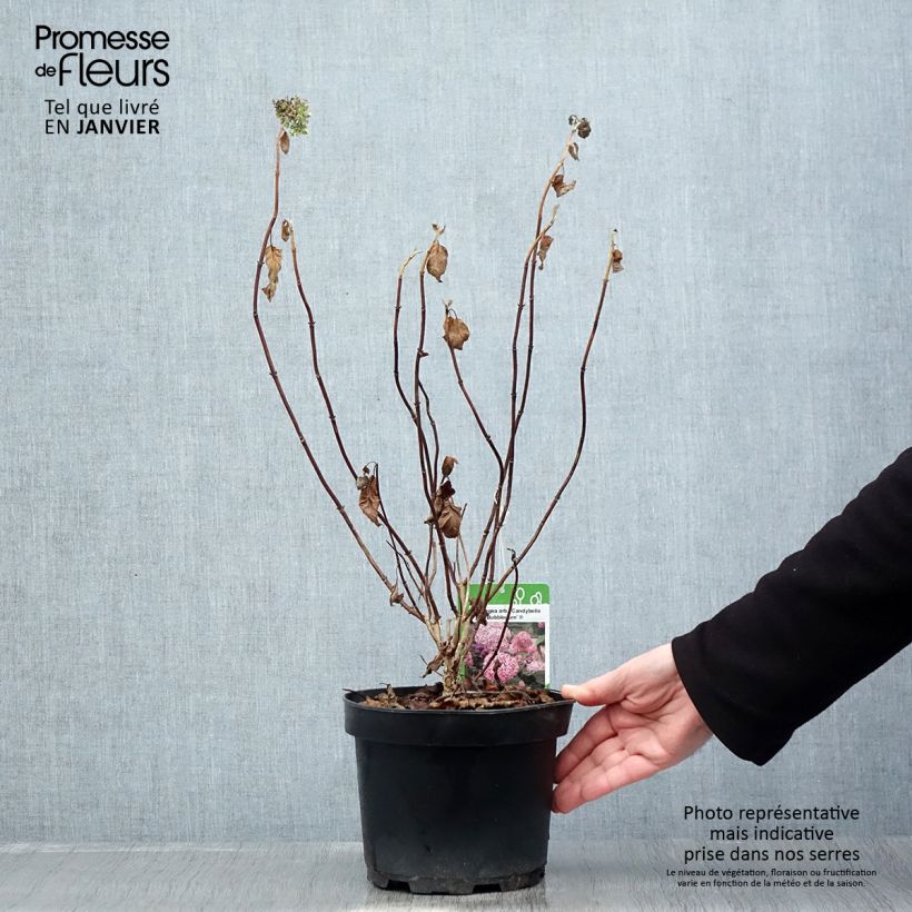 Hydrangea arborescens Candybelle Bubblegum - Ortensia Vaso da 3L/4L esemplare consegnato in inverno