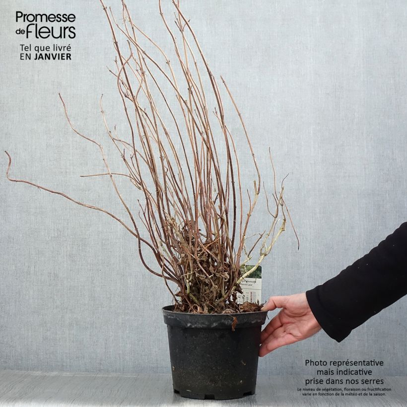 Hydrangea arborescens Emerald lace - Ortensia Vaso da 4L/5L esemplare consegnato in inverno