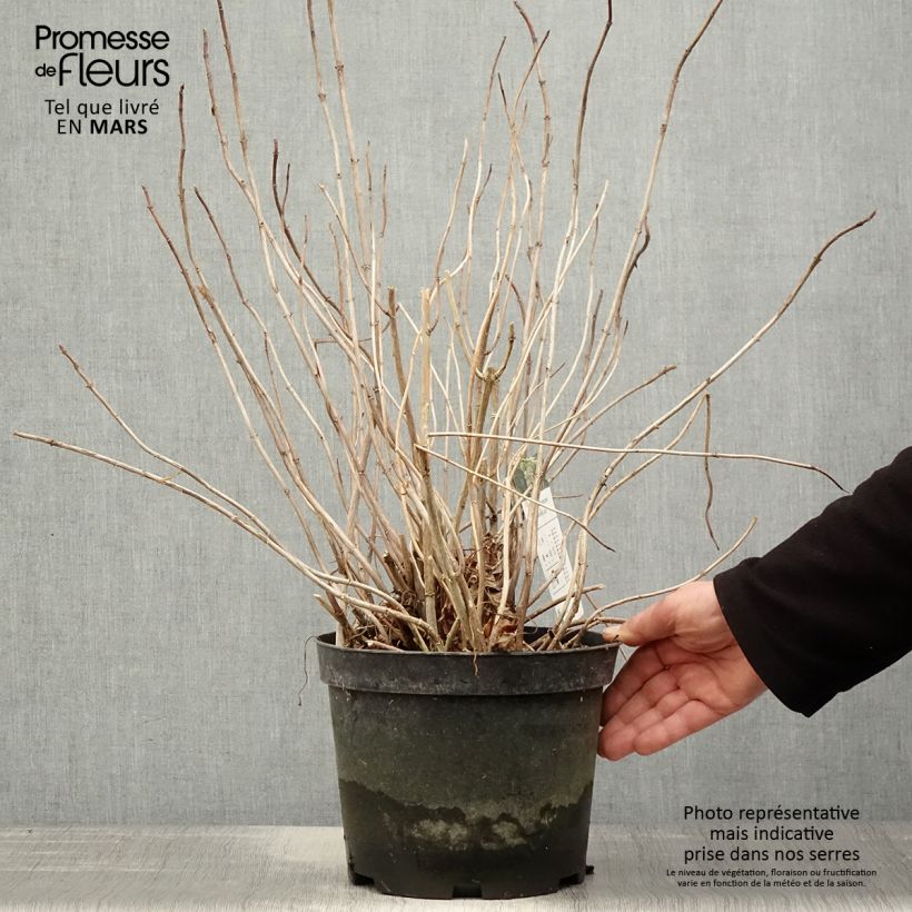 Hydrangea arborescens Emerald lace - Ortensia Vaso da 4L/5L esemplare consegnato in primavera