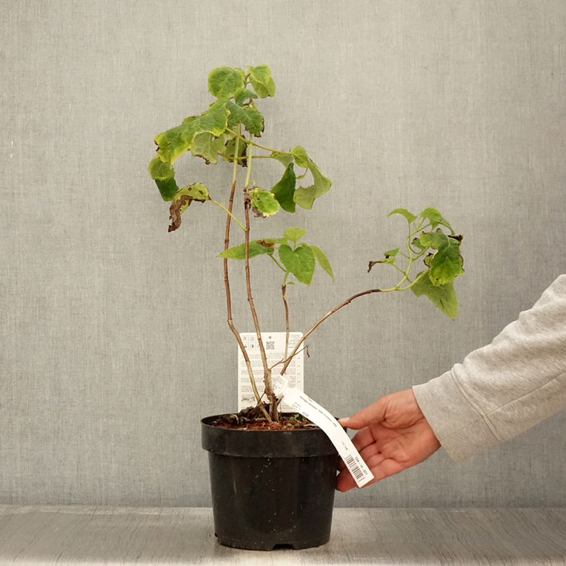 Esemplare di Hydrangea arborescens Golden Annabelle - Ortensia Vaso da 3L/4L come consegnato in autunno