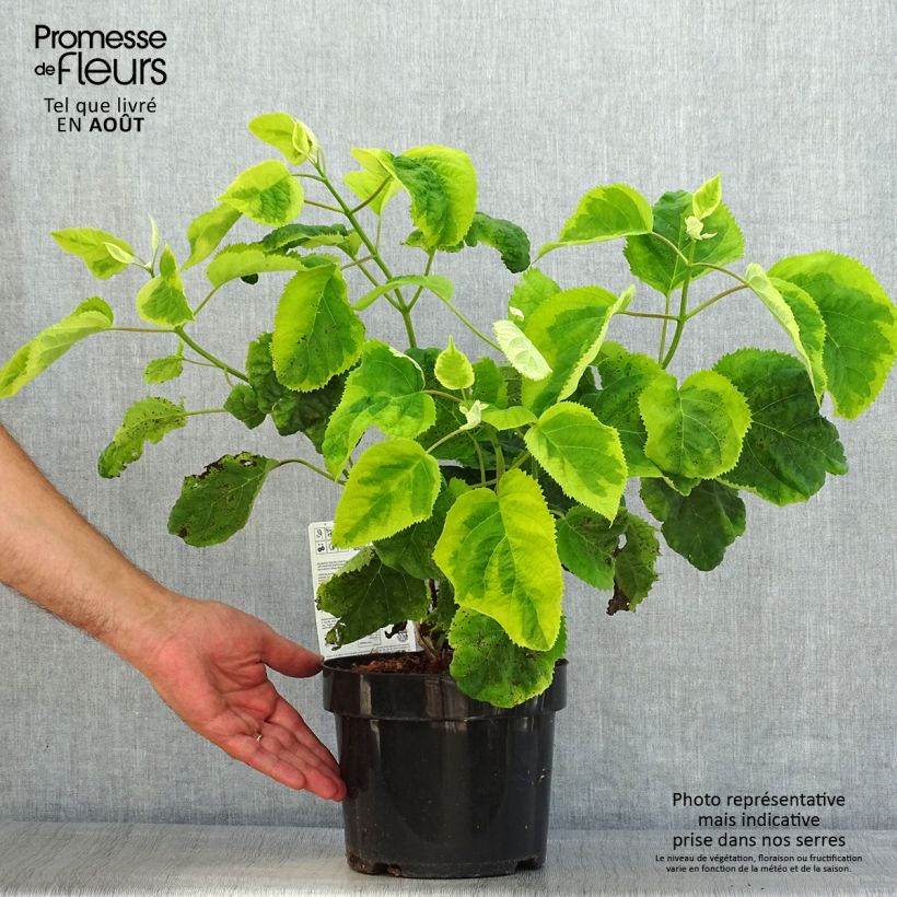 Esemplare di Hydrangea arborescens Golden Annabelle - Ortensia Vaso da 3L/4L consegnato in estate