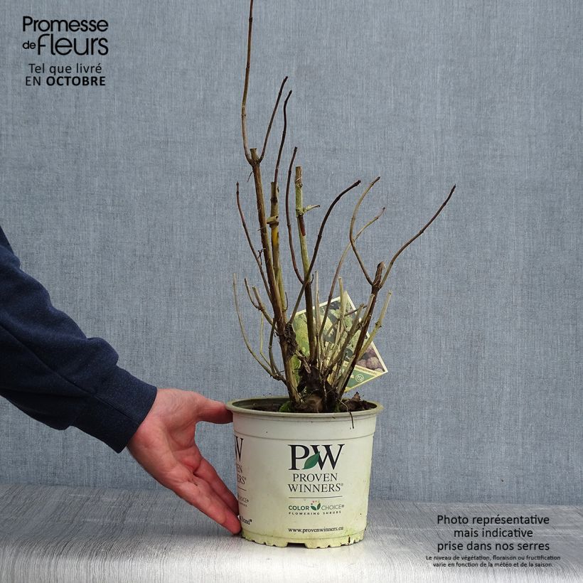 Esemplare di Hydrangea arborescens Lime Rickey - Ortensia Vaso da 2L/3L come consegnato in autunno