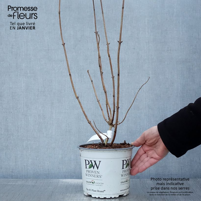 Hydrangea arborescens Pink Annabelle - Ortensia Vaso da 2L/3L esemplare consegnato in inverno