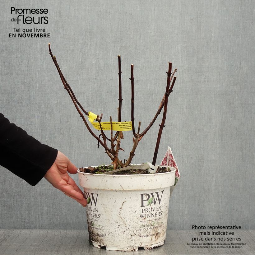 Esemplare di Hydrangea arborescens Ruby Annabelle - Ortensia Vaso da 4L/5L come consegnato in autunno