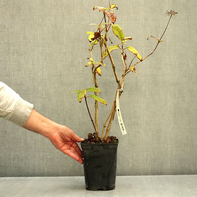 Esemplare di Hydrangea aspera Anthony Bullivant - Ortensia Vaso da 1,5L/2L come consegnato in autunno