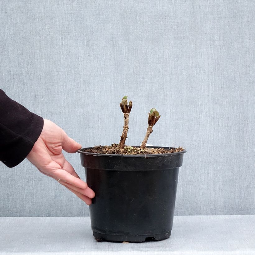 Hydrangea aspera Bellevue - Ortensia Vaso da 4L/5L esemplare consegnato in primavera