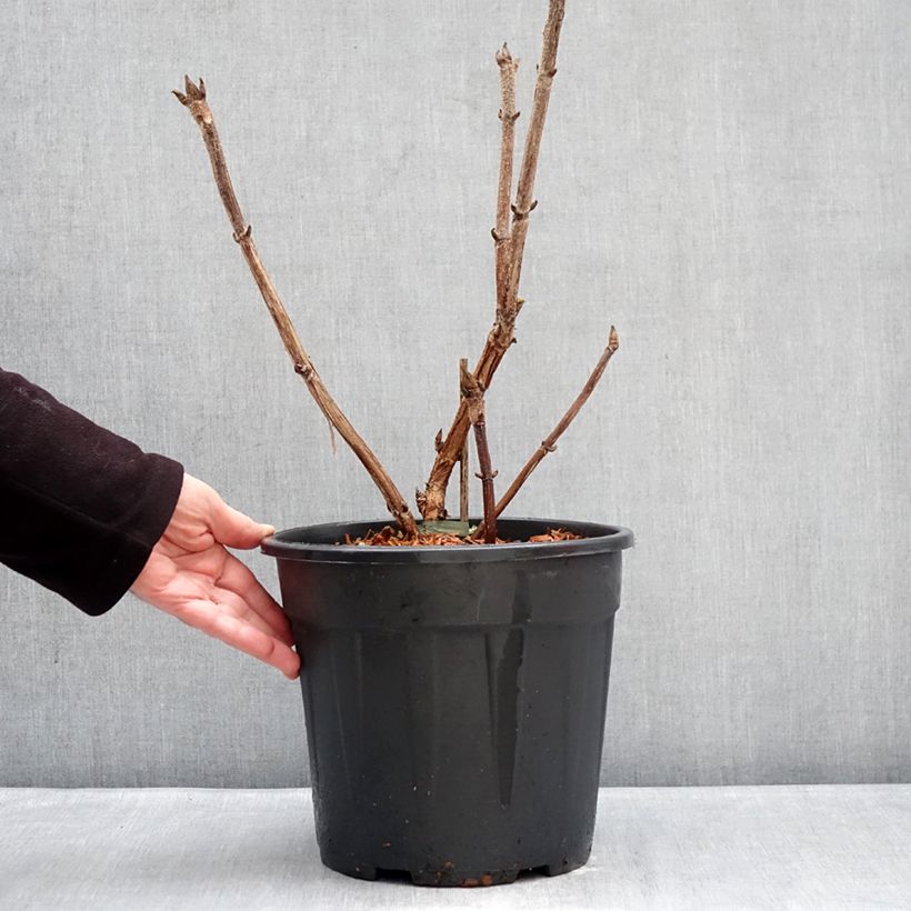 Hydrangea aspera Kawakami - Ortensia Vaso da 7,5L/10L esemplare consegnato in inverno