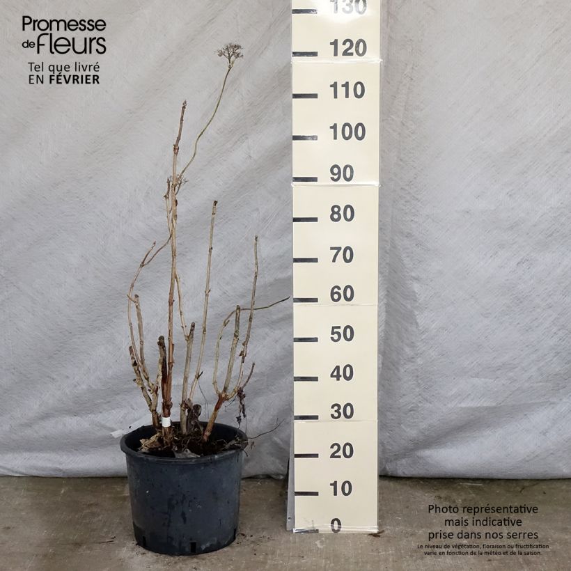 Hydrangea aspera Macrophylla - Ortensia Vaso da 12L/15L esemplare consegnato in inverno