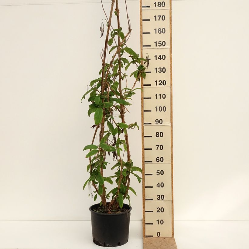 Esemplare di Hydrangea aspera Macrophylla - Ortensia Vaso da 12L/15L consegnato in estate
