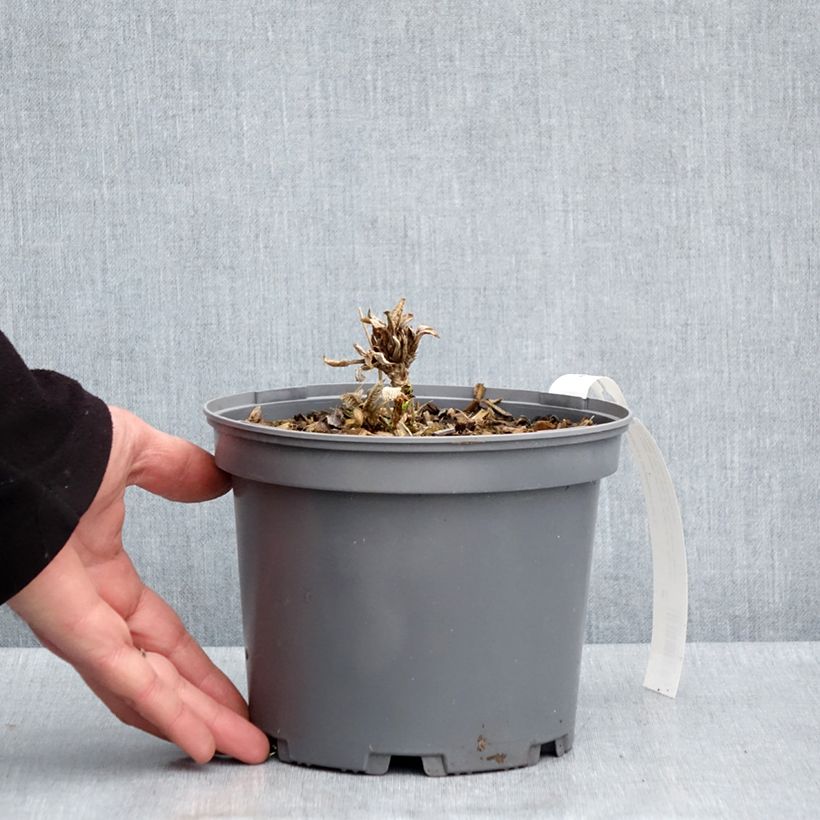 Hydrangea aspera subsp. sargentiana - Ortensia Vaso da 3L/4L esemplare consegnato in primavera